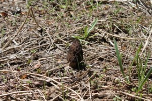 A Morel Mushroom