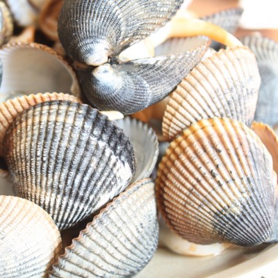 Butter Clams