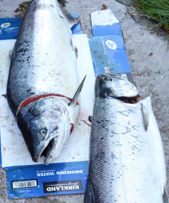 Coho Salmon