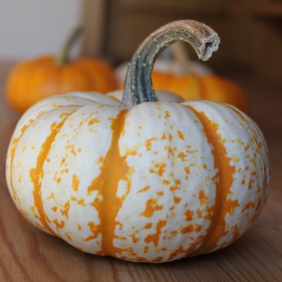 Pumpkin or Squash Soup